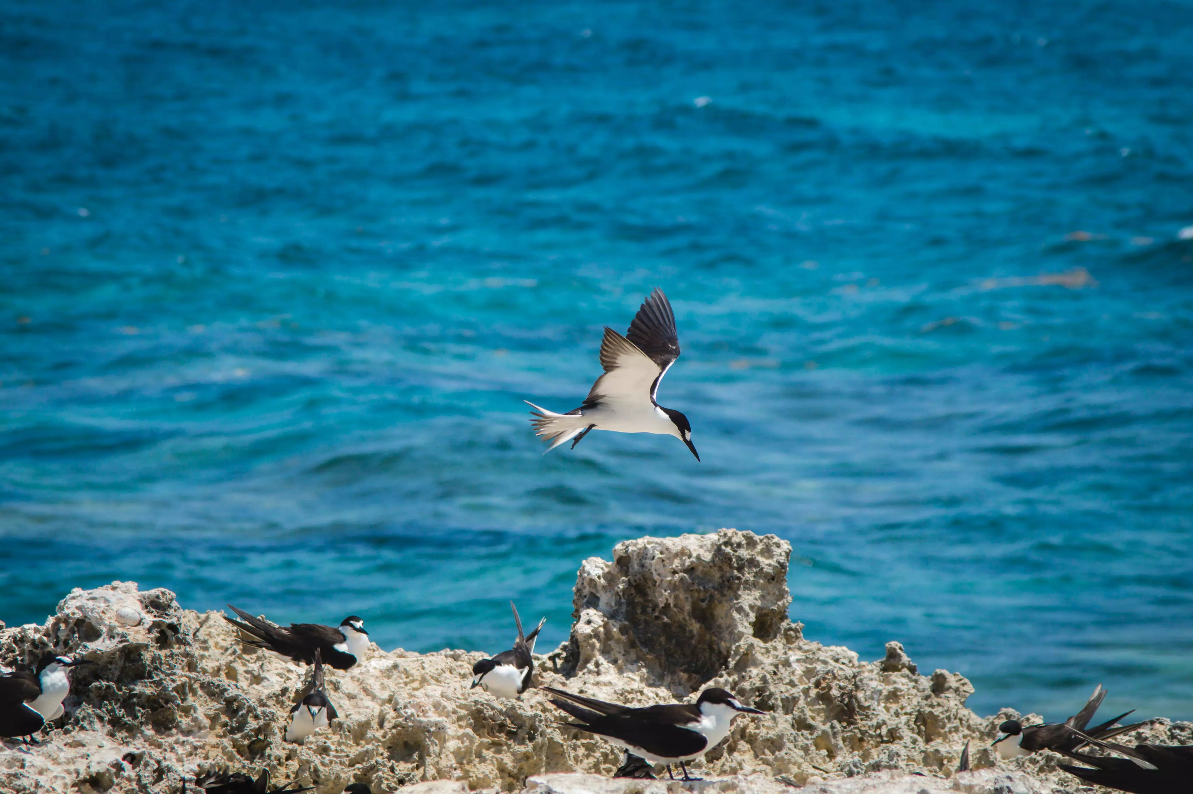 Tern Sanctuary