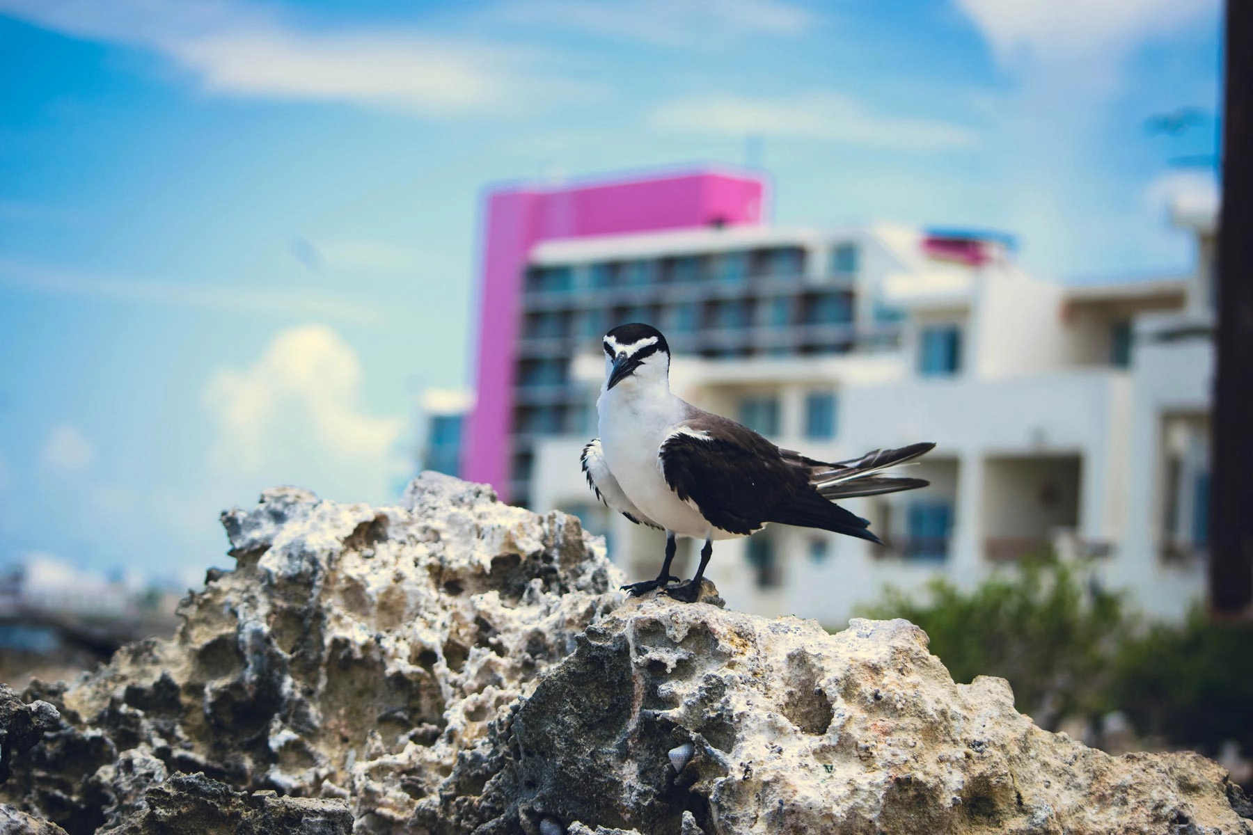 Tern Sanctuary